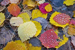 Leaves of a Common aspen tree (Populus tremula) on ground in autumn, Aragon, Spain, November