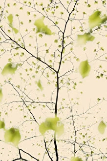 Green Gallery: Leaves emerging on European beech tree (Fagus sylvatica) Angus, Scotland, UK. May