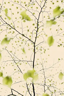 Leaves emerging on European beech tree (Fagus sylvatica) Angus, Scotland, UK. May