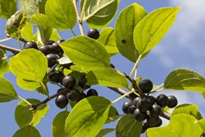 Buckthorn Prints: Leaves and fruits of Common buckthorn (Rhamnus cathartica) Cambridgeshire, UK. September