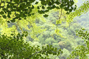 Leaves of a Ginkgo tree or Maidenhair tree (Ginkgo biloba) Tangjiahe National Nature Reserve