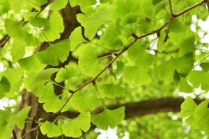 Leaves of a Ginkgo tree or Maidenhair tree (Ginkgo biloba) Tangjiahe National Nature Reserve