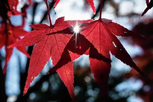 Leaves of Momiji Japanese maple trees (Acer) turning red in autumn. Kyoto, Japan