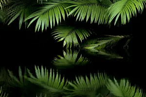 Leaves with reflection in water, Amazon Rainforest, Cuyabeno National Park, Sucumbios
