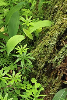 Leaves of various plants: Lily-of-the-valley, (Convallaria majalis) (top left corner)Wood-sorrel