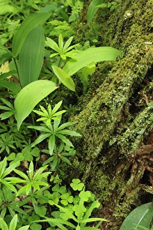 Images Dated 8th June 2008: Leaves of various plants: Lily-of-the-valley, (Convallaria majalis) (top left corner)Wood-sorrel