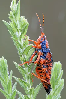 Labiatae Prints: Leichardt's grasshopper (Petasida ephippigera) resting on food plant (Pityrodia jamesii) in the rain