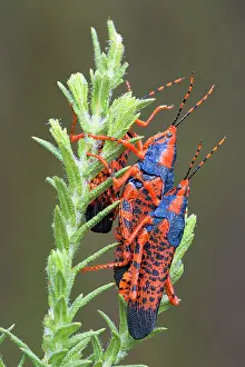 Reproduction Prints: Leichardt's grasshoppers (Petasida ephippigera) pair mating and displaying on food plant (Pityrodia jamesii)