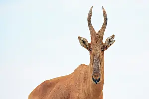 Uganda Prints: Lelwel hartebeest (Alcelaphus buselaphus lelwel) portrait