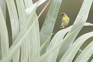 Fringillidae Prints: Lemon-breasted canary (Serinus citrinipectus) male