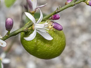 Lemon (Citrus limon) flower, buds and fruit, Umbria, Italy. June