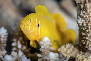 Goby Prints: Lemon coralgoby (Gobiodon citrinus) living within a Branching coral (Acropora sp)