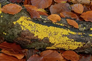 Leotiomycetes Prints: Lemon disco fungus (Bisporella citrina) growing on fallen log in woodland