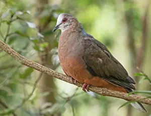 Garden Prints: Lemon dove (Aplopelia larvata) perched on branch in wooded garden