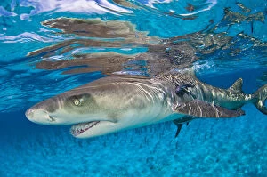 Lemon shark (Negaprion brevirostris) in shallow water with reflection at the surface