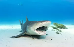 Lemon shark (Negaprion brevirostris) adult resting and allowing a small cleaner wrasse