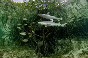 Lemon shark (Negaprion brevirostris) pup and school of fish swimming through Red mangrove (Rhizophora mangle) nursery