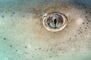 Eyes Prints: Lemon shark (Negaprion brevirostris) eye detail