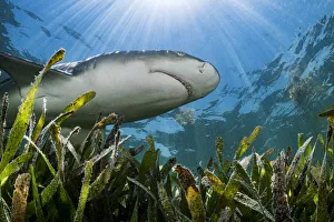 Alismatales Prints: Lemon shark (Negaprion brevirostris) hunting over Turtlegrass (Thalassia testudinum