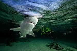 Negaprion Prints: Lemon shark (Negaprion brevirostris) pup in mangrove nursery