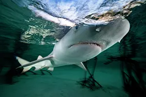 Negaprion Prints: Lemon shark (Negaprion brevirostris) pup in mangrove nursery