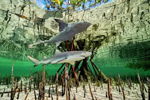 Negaprion Prints: Lemon shark (Negaprion brevirostris) pup in mangrove nursery
