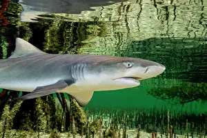 Negaprion Prints: Lemon shark (Negaprion brevirostris) pup in mangrove nursery
