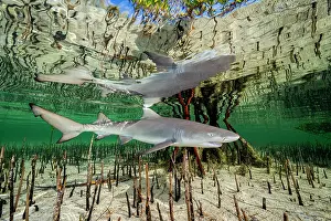 Negaprion Prints: Lemon shark (Negaprion brevirostris) pup in mangrove nursery