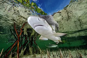 Underside Prints: Lemon shark (Negaprion brevirostris) pup in mangrove nursery