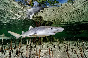 Negaprion Prints: Lemon shark (Negaprion brevirostris) pup in mangrove nursery