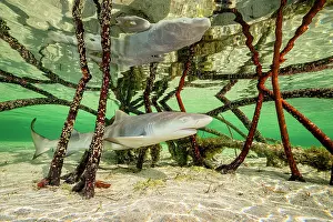 Negaprion Prints: Lemon shark (Negaprion brevirostris) pup swimming through roots of Red mangrove tree (Rhizophora mangle)