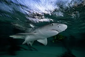 Negaprion Prints: Two Lemon shark (Negaprion brevirostris) pups in a mangrove nursery