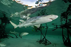 Negaprion Prints: Two Lemon shark (Negaprion brevirostris) pups in mangrove nursery