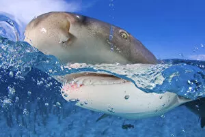 Lemon shark (Negaprion brevirostris) at the surface, split level