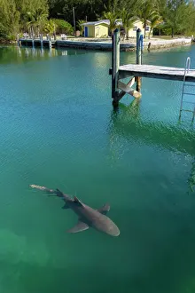 Elevated View Prints: Lemon shark (Negaprion brevirostris) swimming close to the surface between dock pilings in a harbour