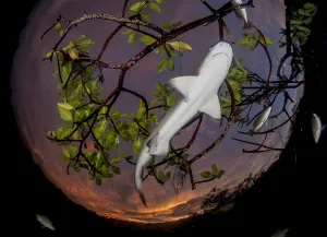 Lemon shark pup (Negaprion brevirostris) in mangrove forest which acts as a nursery