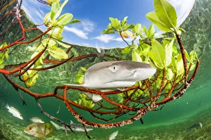 Lemon shark pup (Negaprion brevirostris) in mangrove forest which acts as a nursery