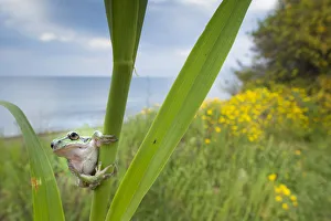 Lemon-yellow tree frog (Hyla savignyi) peering around coastal plant. Cyprus. April