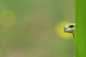 Hylidae Prints: Lemon-yellow tree frog (Hyla savignyi) peering out from behind plant. April
