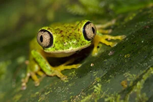 Rainforest Gallery: Lemur leaf frog (Agalychnis lemur) Central Caribbean foothills, Costa Rica