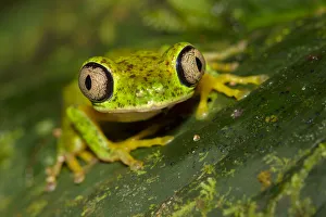 Lemur leaf frog (Agalychnis lemur) Central Caribbean foothills, Costa Rica