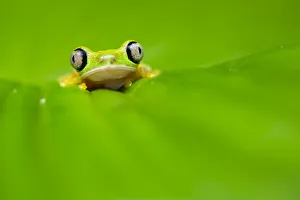 Alex Hyde Prints: Lemur leaf frog (Agalychnis lemur) Central Caribbean foothills, Costa Rica