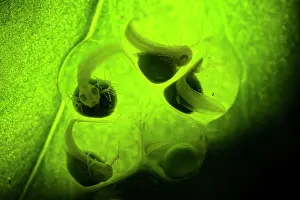 Hylidae Prints: Lemur leaf frog (Agalychnis lemur) eggs with developing embryos inside
