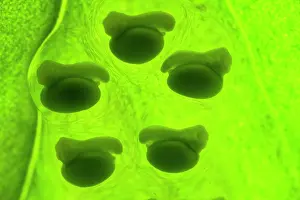 Hylidae Prints: Five Lemur leaf frog (Agalychnis lemur) embryos developing inside their eggs capsules
