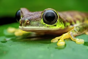 Hylidae Prints: Lemur leaf frog (Agalychnis lemur) portrait, Limon, Costa Rica. Focus stacked image