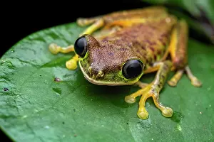 Hylidae Prints: Lemur leaf frog (Agalychnis lemur) resting on a leaf