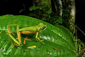Hylidae Prints: Lemur leaf frog (Agalychnis lemur) resting on leaf and looking around