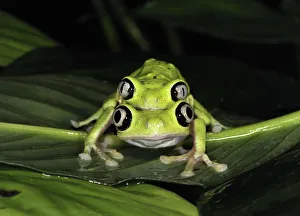 Amplexus Gallery: Lemur leaf frog (Hylomantis lemur) mating pair, captive, Critically endangered