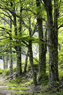 Lenga forest (Nothofagus pumilio) in Ascensio river valley on the W Trek, Torres