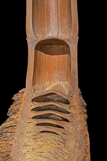 Part Of Prints: Lengthwise cut Bamboo cane (Bambusa sp)